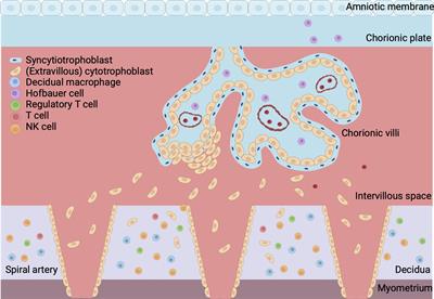 Decidual macrophages and Hofbauer cells in fetal growth restriction